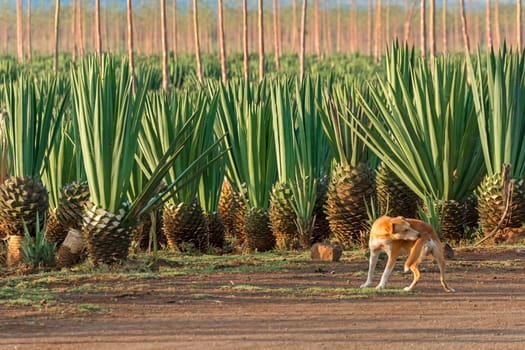Sisal agave (Agave sisalana) on plantation,Kenya