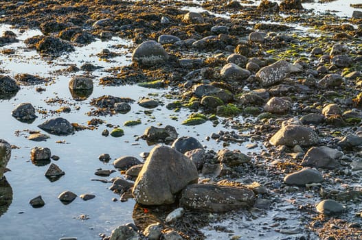 Water Edge with many stones, seaweed and moss