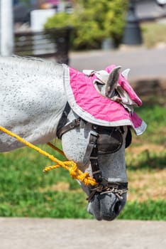 Horse wearing a pink hat in Izamal, Mexico