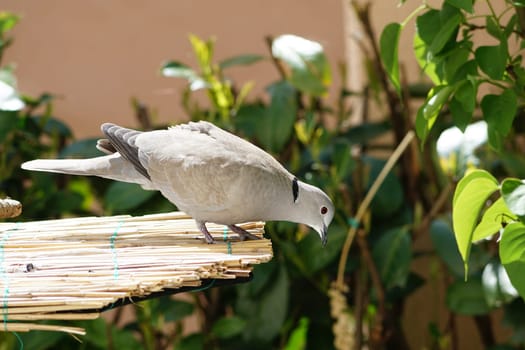 Turkish Pigeon (Streptopelia decaocto)