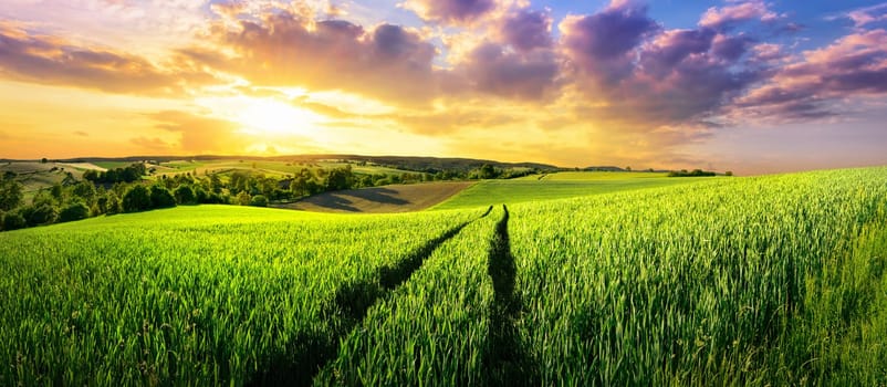 Vast green field at gorgeous sunset,a colorful panoramic landscape