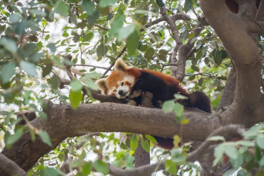 Red panda sleeping on the branches of a tree, Ailurus fulgens