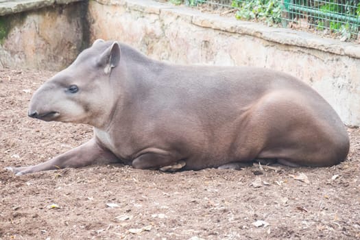 Brazillian tapir resting lying on the ground, Tapirus terrestris