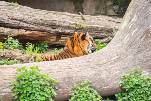 Tiger sleeping between two trunks, Panthera tigris