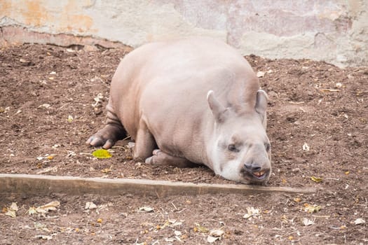 Brazillian tapir sleeping lying on the ground, Tapirus terrestris