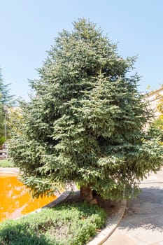Abies Pinsapo in a garden
