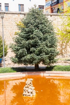 Abies Pinsapo in a garden
