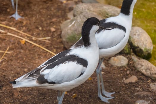 Pied avocet next to a pond, Recurvirostra avosetta