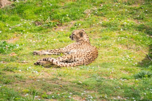 Cheetah resting lying on the grass, Acinonyx jubatus