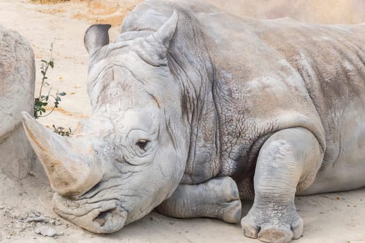 White rhinoceros calm and relaxed, Ceratotherium simum