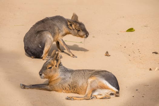 Two Mara resting on the sand, Dolichotis patagona