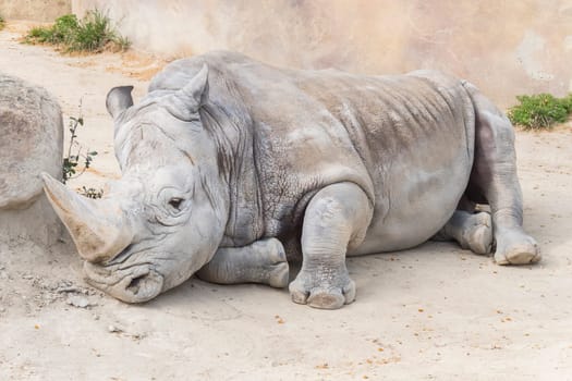 White rhinoceros calm and relaxed, Ceratotherium simum