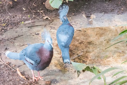 Two Victoria Crowned Pigeon, Columbidae