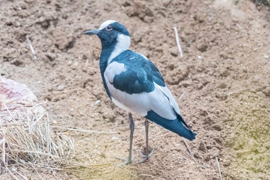 Blacksmith Lapwing watching something closely, Charadriidae
