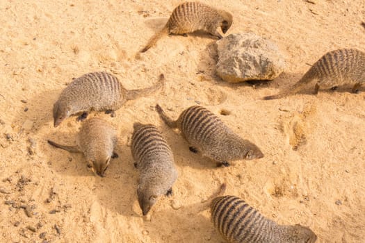 Banded mongoose family, Mungos mungo