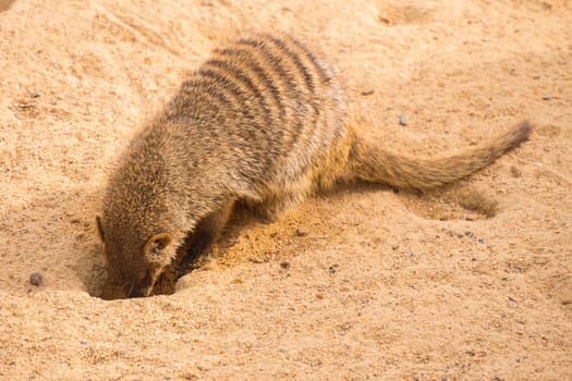 Banded mongoose digging in the sand, Mungos mungo