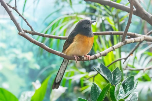 White-Rumped Shama in a branch, Turdidae