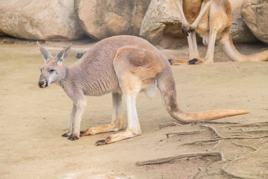 Red Kangaroo, Macropus Rufus
