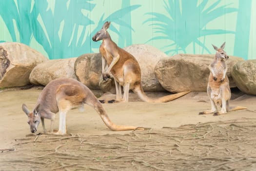 Red Kangaroo family, Macropus Rufus