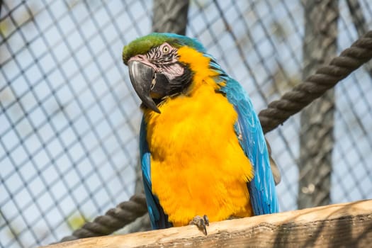 Macaw, blue and yellow, Ara Ararauna
