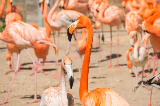 American flamingo group resting in the sun