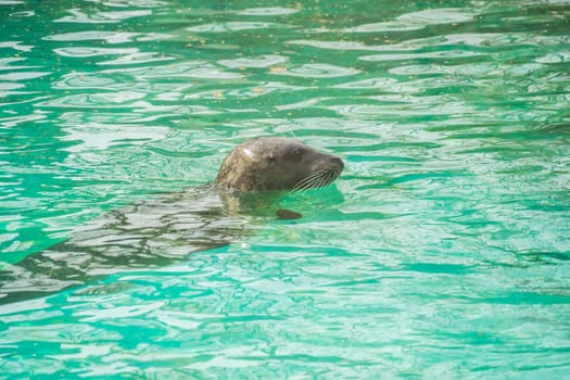Seal in water with head protruding