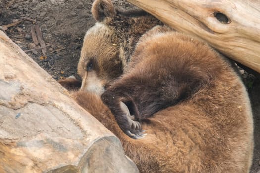 Brown bear sleeping among some trunks