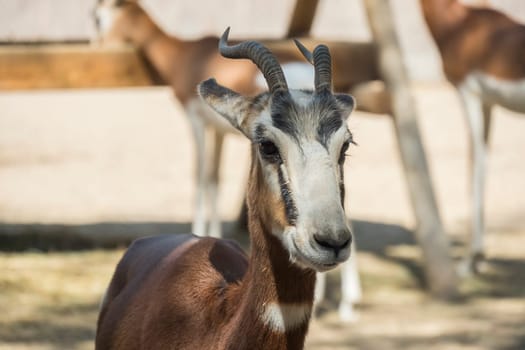 Mhorr gazelle looking closely at something