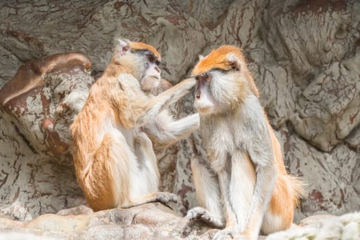 Two patas monkey, One grooming the other