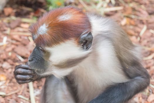 Mangabey eating things he finds on the floor