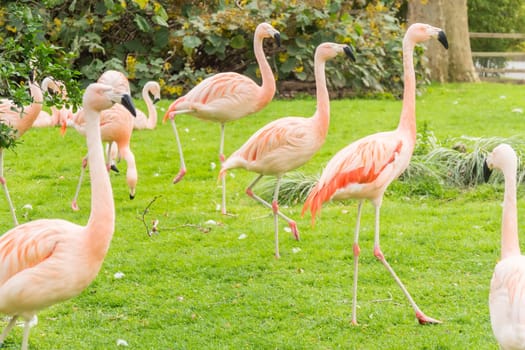 Group of flamingos in a prairie, Phoenicopterus chilensis
