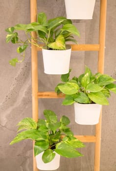 Green Plant In Minimal Room Style, stock photo