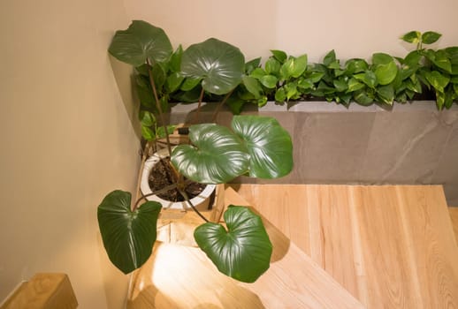 Green Plant In Minimal Room Style, stock photo