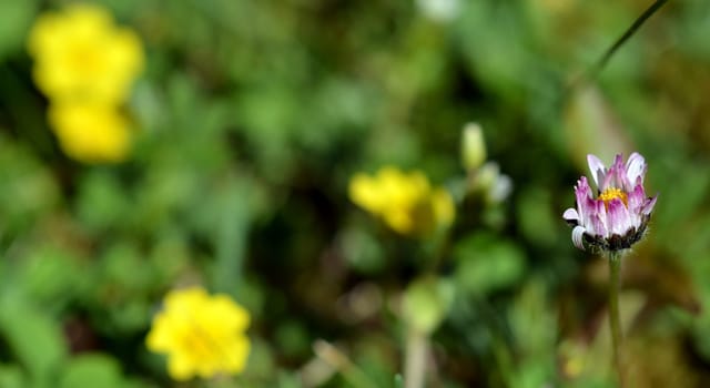Daisies ( Bellis )