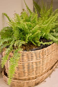 Green Plant In Minimal Room Style, stock photo