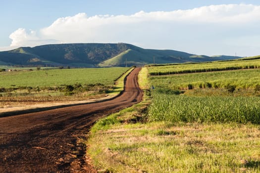 Farming road landscape hills valleys sugarcane crops
