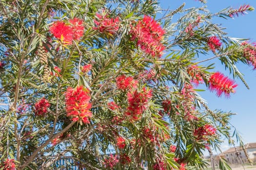 Callistemon citrinus, Melaleuca citrina, lemon bottlebrush, crimson, escobillon rojo o arbol del cepillo