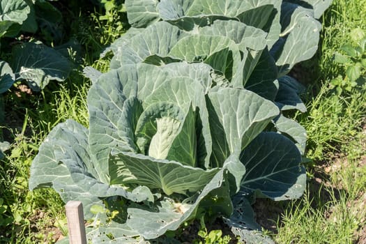 Cabbage in the orchard