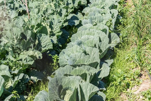 Cabbage in the orchard