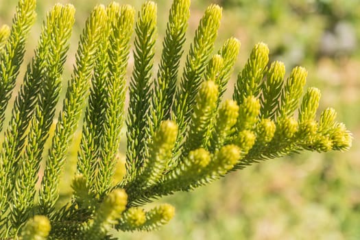 Araucaria heterophylla Leaf, Araucaria  excelsa is a member of the Araucariaceae