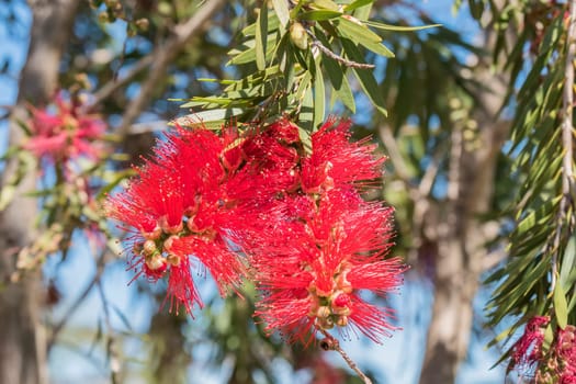 Callistemon citrinus, Melaleuca citrina, lemon bottlebrush, crimson, escobillon rojo o arbol del cepillo