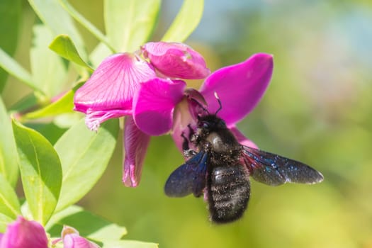 Xylocopa bumblebee pollinating a Polygala Myrtifolia