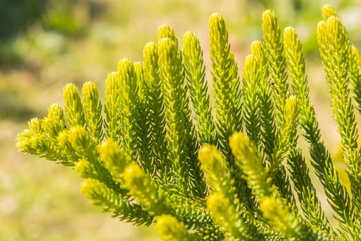 Araucaria heterophylla Leaf, Araucaria  excelsa is a member of the Araucariaceae