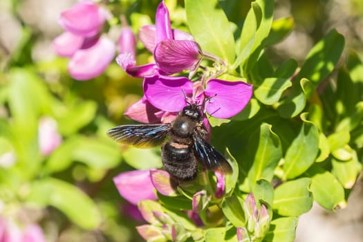Xylocopa bumblebee pollinating a Polygala Myrtifolia