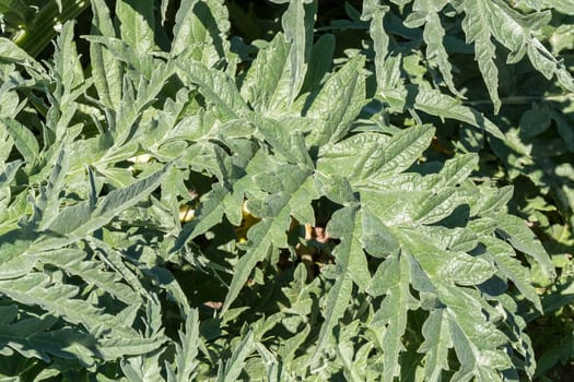 Artichoke plants in the orchard