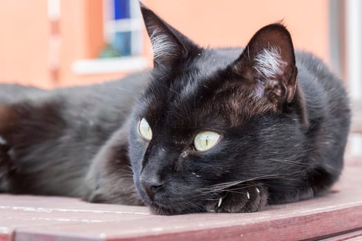 Black cat resting on a table