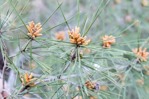 Pine leaves