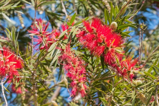 Callistemon citrinus, Melaleuca citrina, lemon bottlebrush, crimson, escobillon rojo o arbol del cepillo