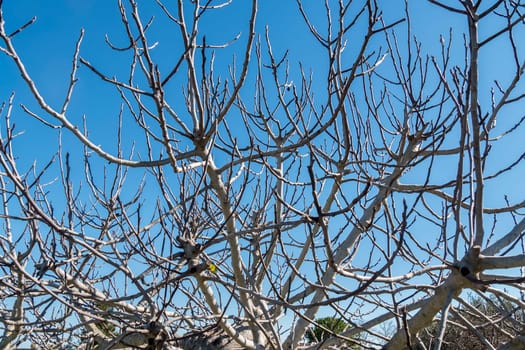 Fig Tree leafless in winter