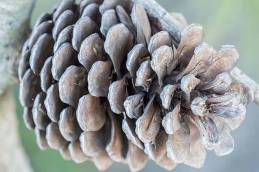 Dry and open pinecone in the tree